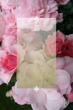 fancy_26128988