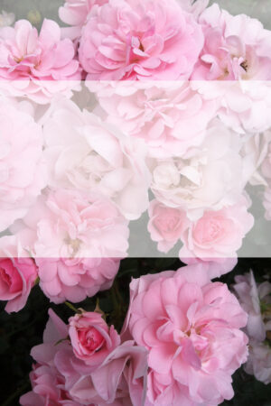 fancy_26129966