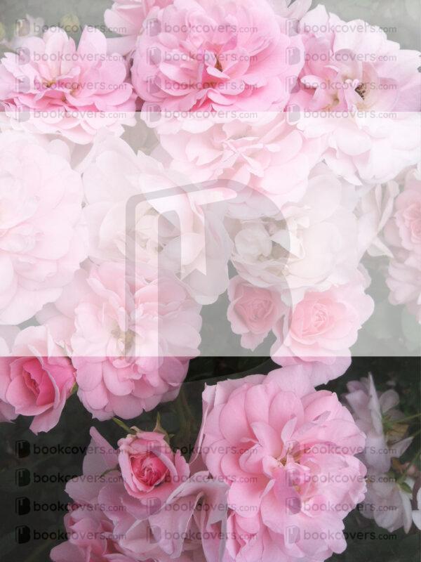 fancy_26129966