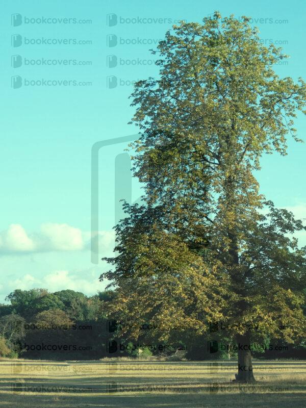 grapiko_26189909