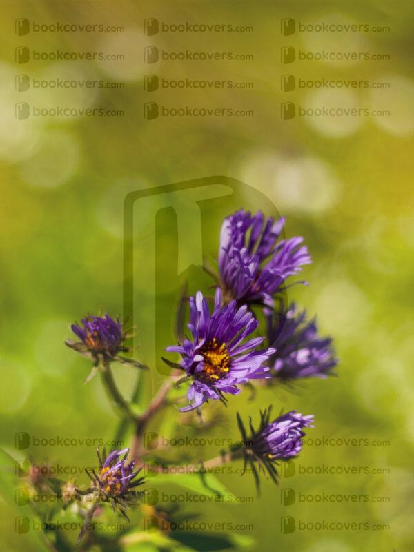 toxiclight_26108817