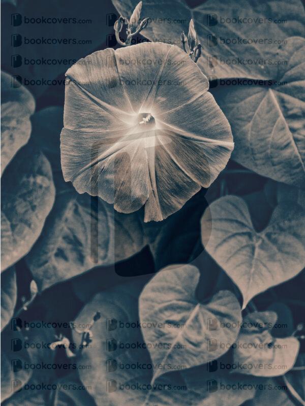 toxiclight_26110490