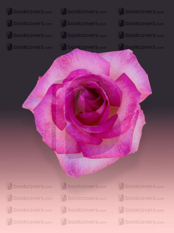 acbookcovers_26106332