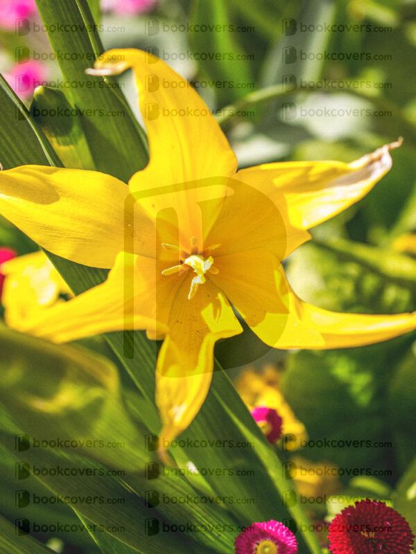 acbookcovers_26112103