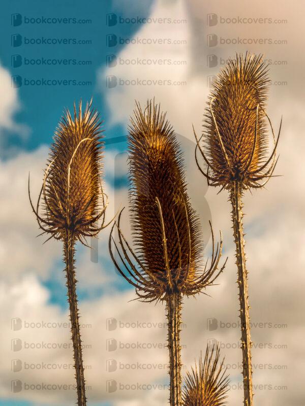 acbookcovers_26114156
