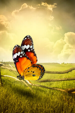 acbookcovers_26115161