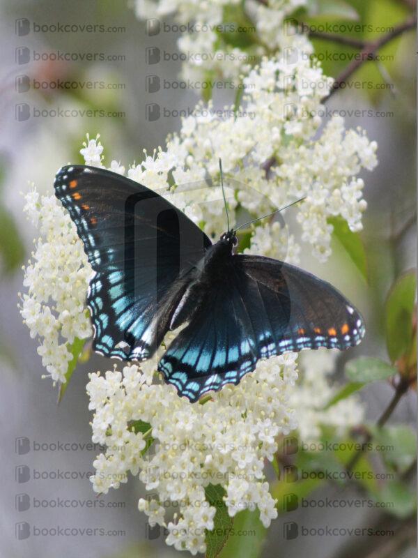deisbutterfly_26117709