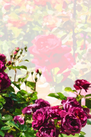 amyelyseneer_26181985