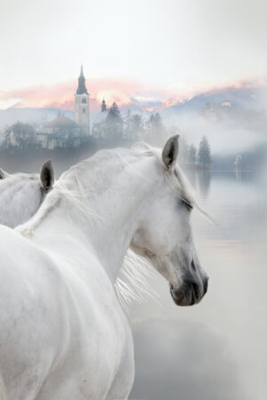 sfcovers_26181380
