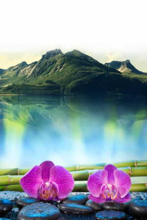 sfcovers_26181717