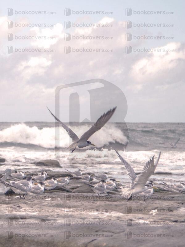 nicolettaf_26185057