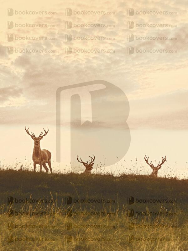 lesdale_26096637