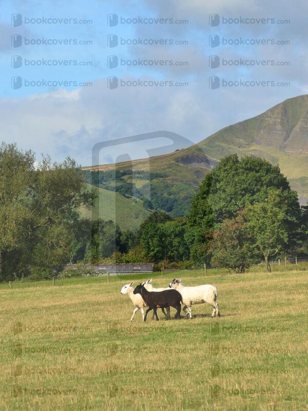 lesdale_26097658