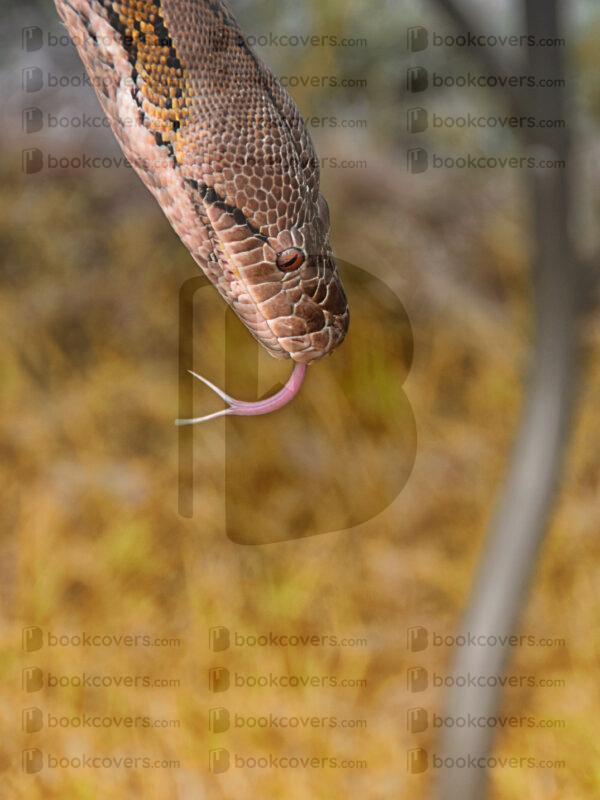 lesdale_26097734