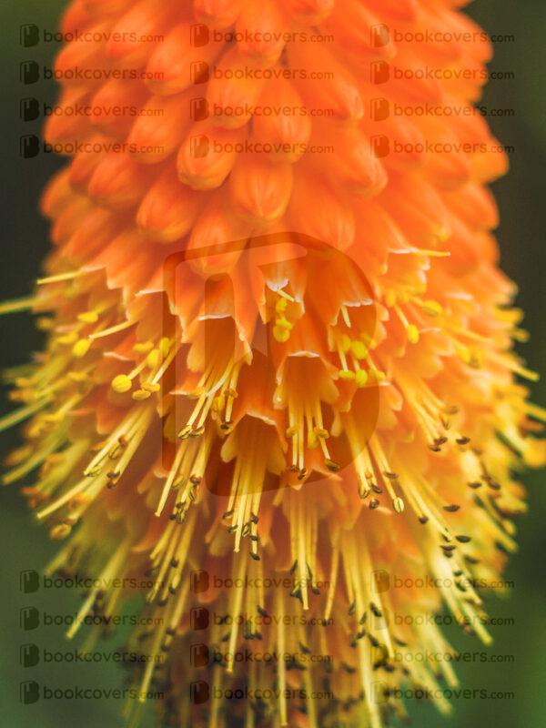 blinkblanc_26106755