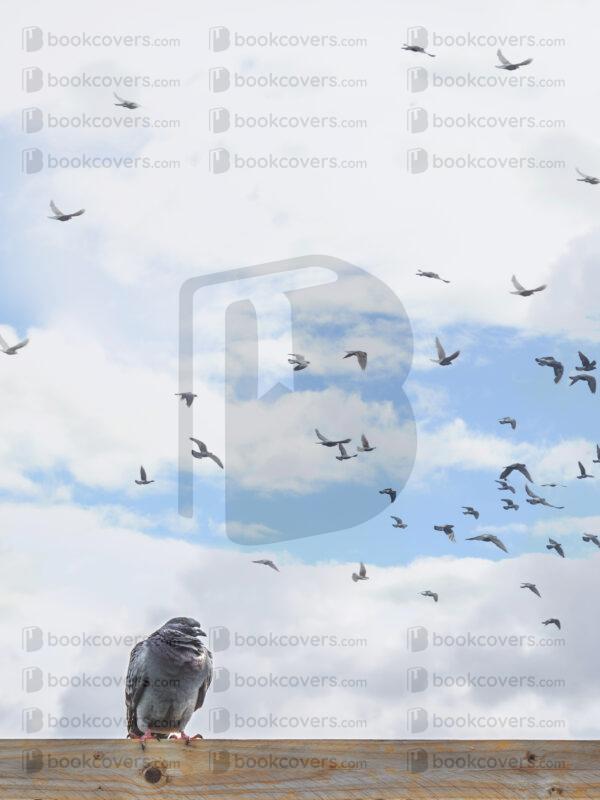 blinkblanc_26107134