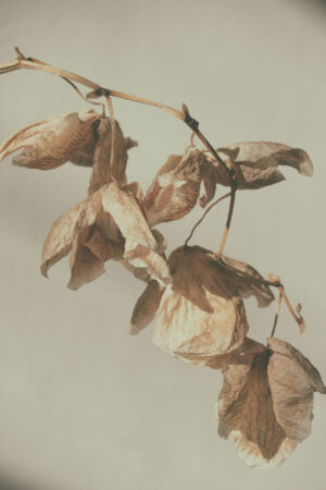 blinkblanc_26108445