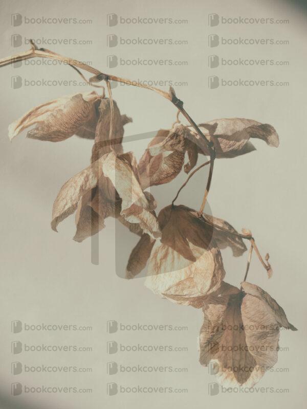 blinkblanc_26108445