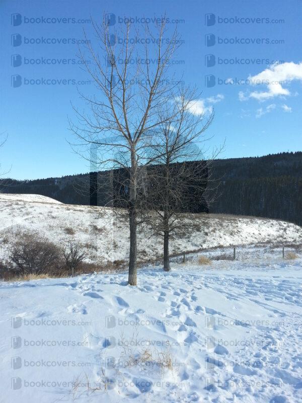fern_26123629