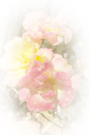 sierrame_26194982