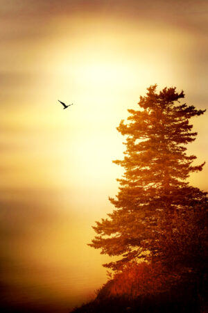 alderlake_26183981