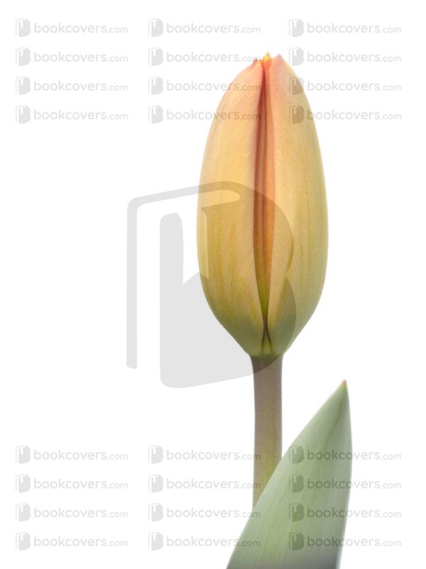 jayf_26102632
