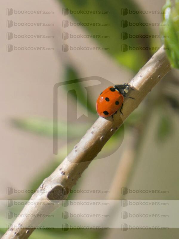 christylihani_26118777