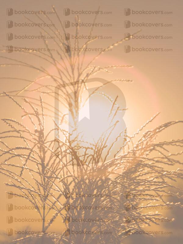 christylihani_26119759