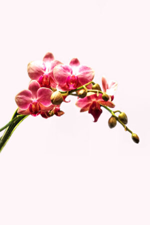 tevdesign_26123616
