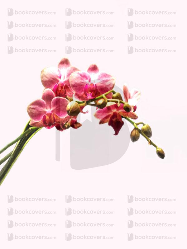 tevdesign_26123616