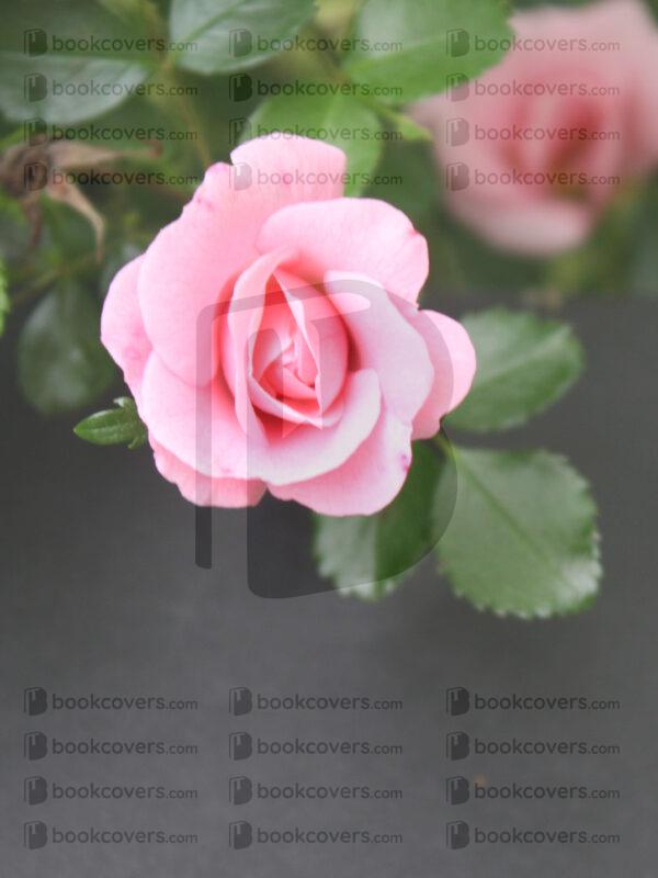 annapierce_26124958