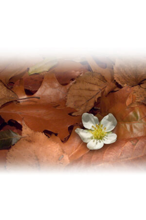 barbarac_26201271