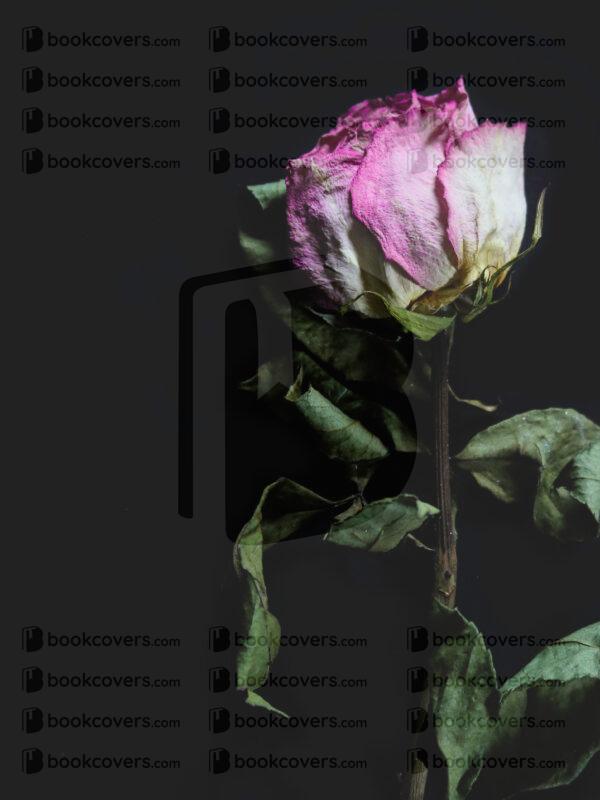 tinapappaslee_26115746