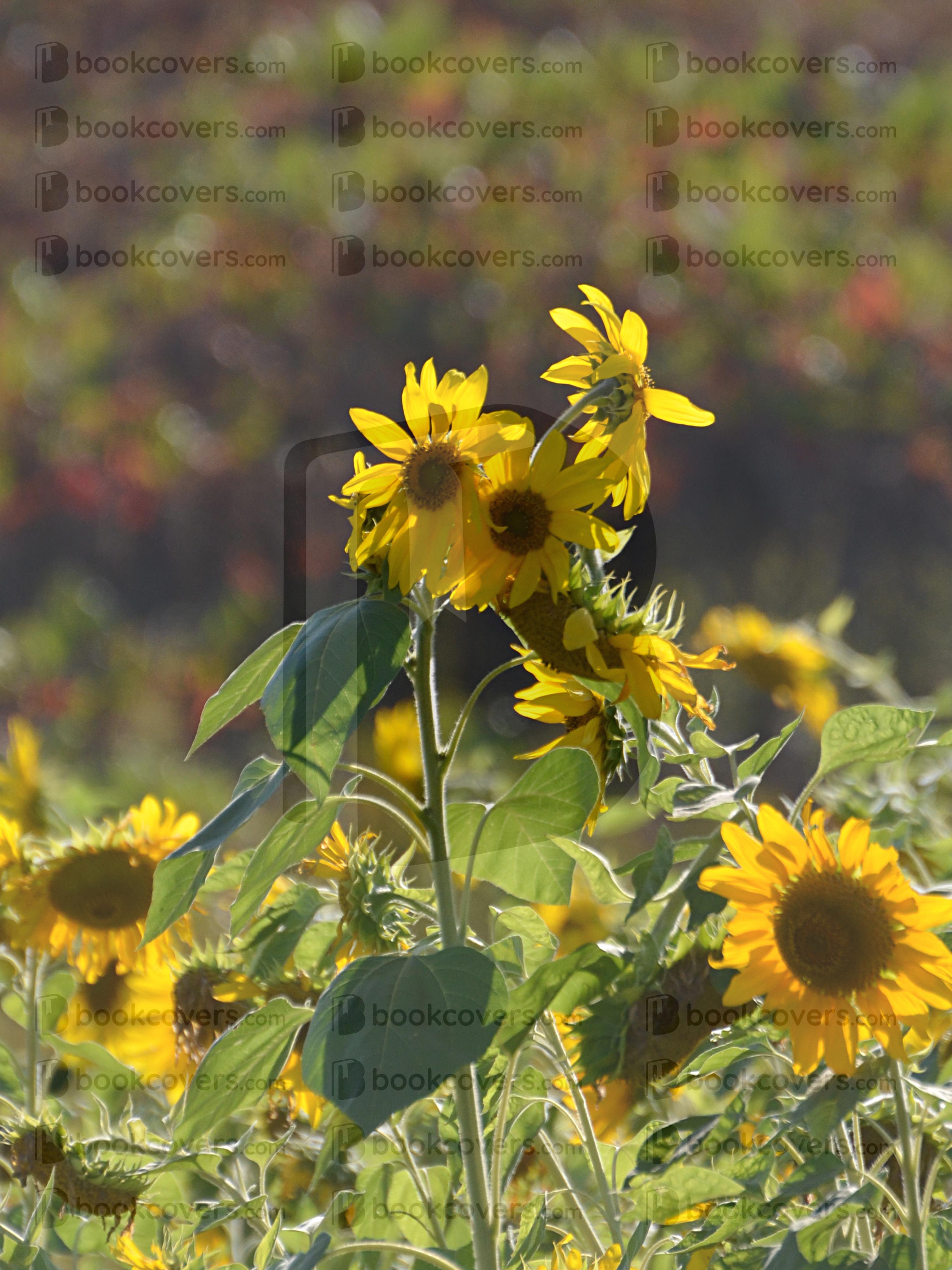 dragonjools_26185672