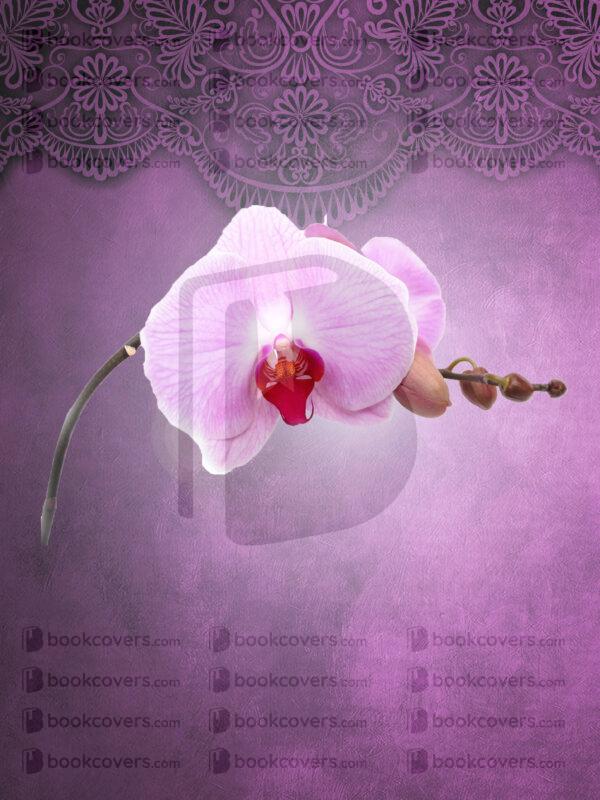 novadesigns_26115126