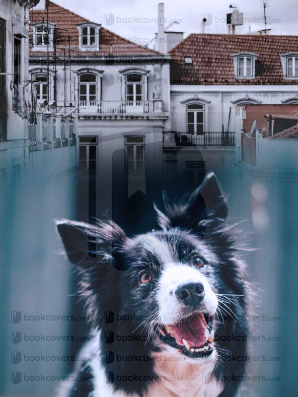 novadesigns_26119189