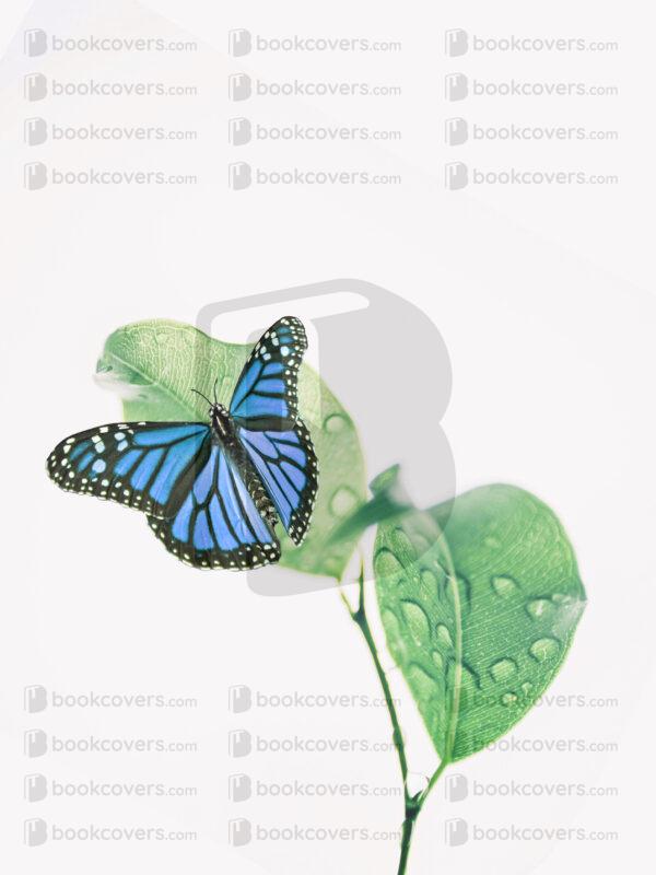 zencovers_26127434