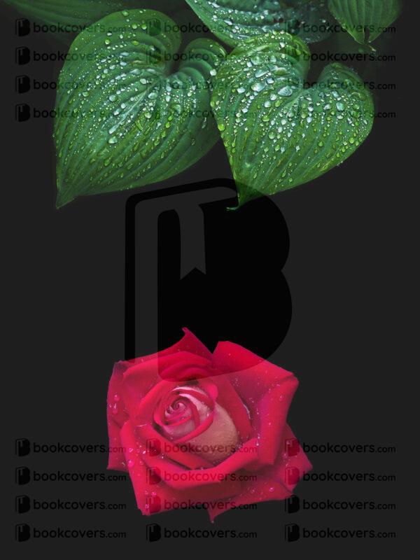 begonia_26128519