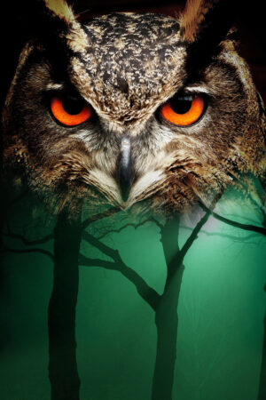 akcoverdesign_26115532