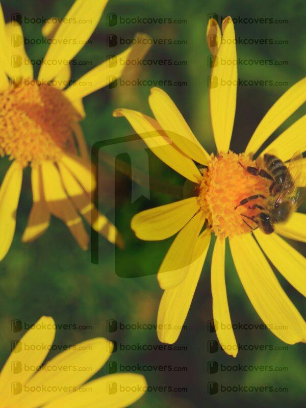 adventure_frame_26128748