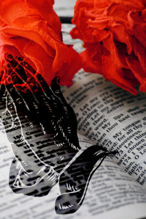 acapellabookcoverdesign_26129218