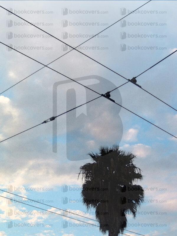 cbrownsf_26156782