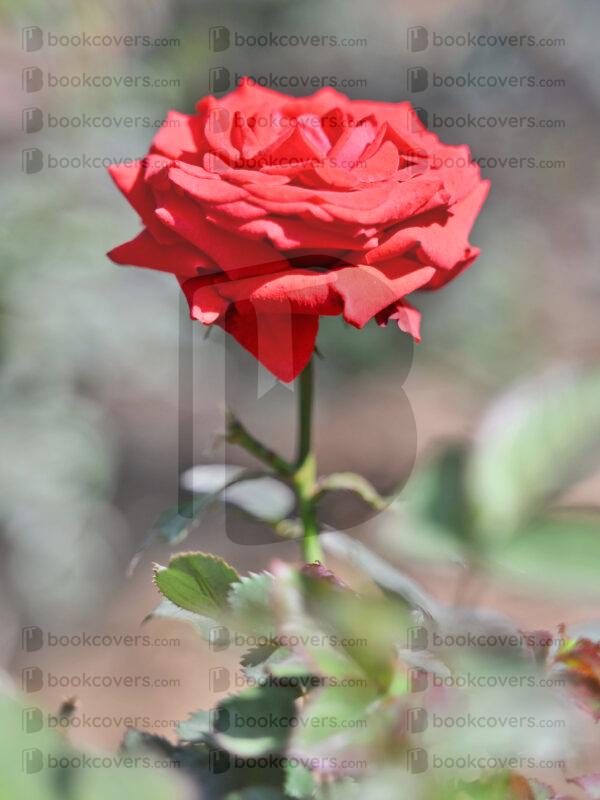 mds_26200242