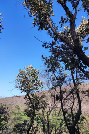 mds_26200653