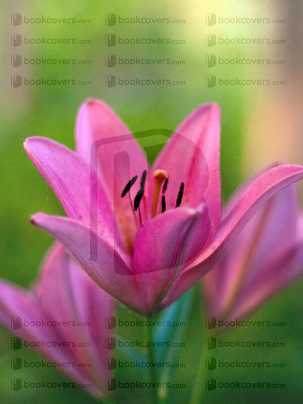 zw_designs_26148304