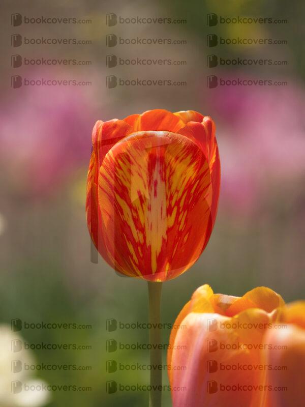 zw_designs_26147529