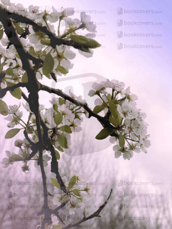 mad-moth_26152148