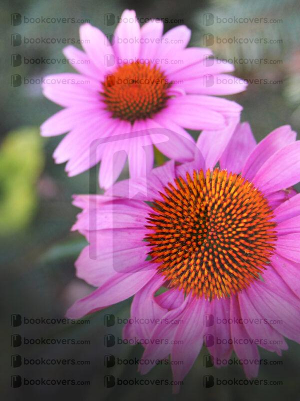 rlsather_26158837