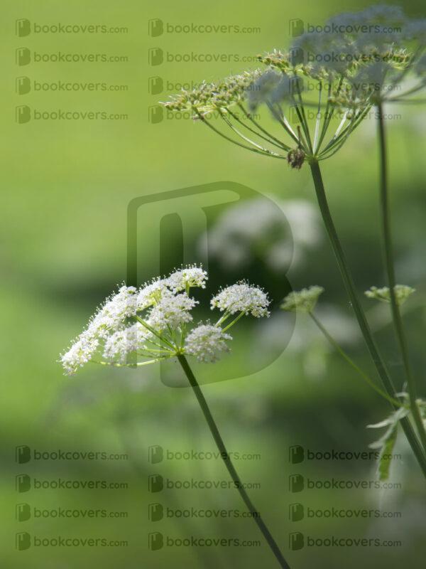 rlsather_26149576