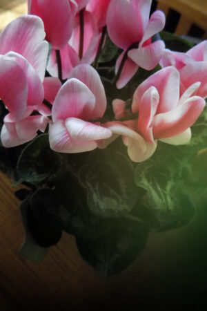 rlsather_26144913